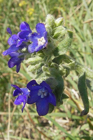 Anchusa officinalis \ Gewhnliche Ochsenzunge / Common Bugloss, S Kseberga 6.8.2009