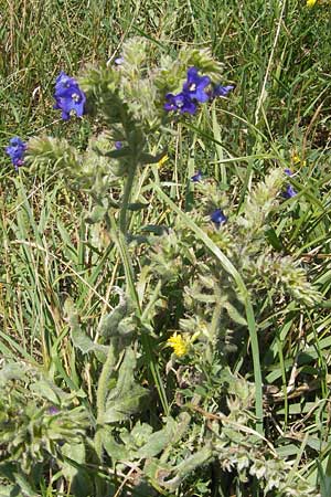 Anchusa officinalis \ Gewhnliche Ochsenzunge / Common Bugloss, S Kseberga 6.8.2009