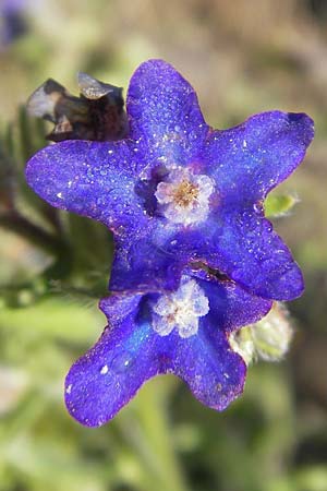 Anchusa officinalis \ Gewhnliche Ochsenzunge / Common Bugloss, S Enköping 28.8.2010