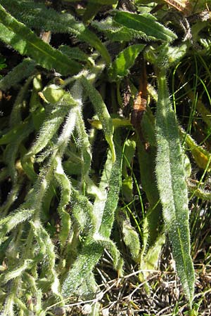 Anchusa officinalis \ Gewhnliche Ochsenzunge, S Enköping 28.8.2010