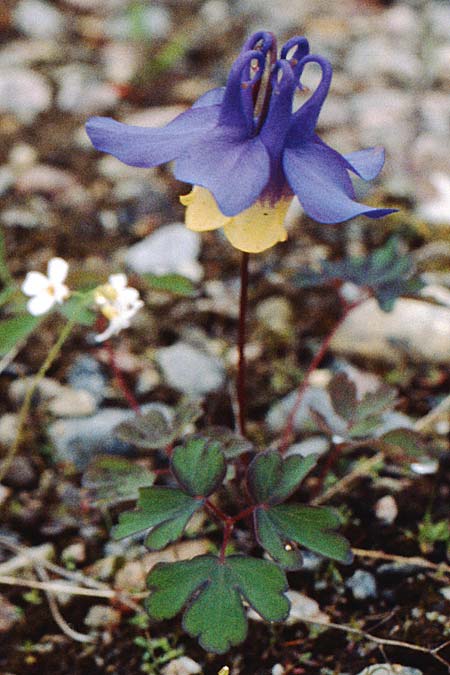 Aquilegia flabellata \ Fcher-Akelei, S Jokkmokk 18.6.1995