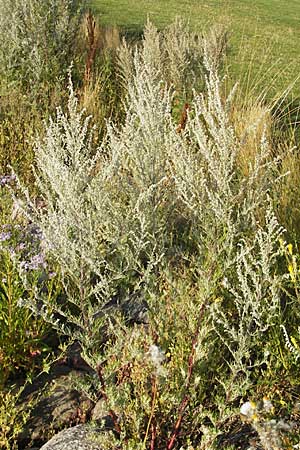 Artemisia vulgaris \ Gewhnlicher Beifu, S Öland, Färjestaden 7.8.2009