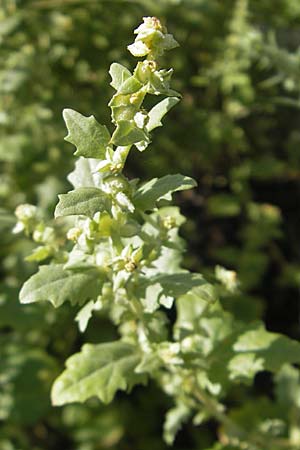 Atriplex rosea \ Rosen-Melde, S Botan. Gar.  Universit.  Uppsala 28.8.2010