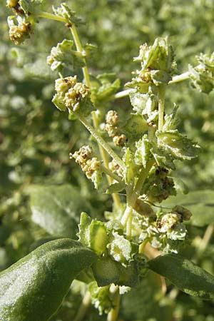 Atriplex rosea \ Rosen-Melde / Tumbling Orache, S Botan. Gar.  Universit.  Uppsala 28.8.2010