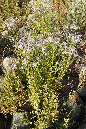 Tripolium pannonicum subsp. tripolium \ Meer-Aster, Strand-Aster / Sea Aster, S Öland, Färjestaden 7.8.2009