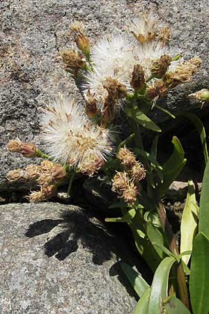 Tripolium pannonicum subsp. tripolium \ Meer-Aster, Strand-Aster / Sea Aster, S Varberg 4.8.2010