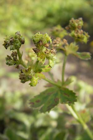 Alchemilla semidivisa \ Halbgeteilter Frauenmantel, S Botan. Gar.  Universit.  Uppsala 28.8.2010