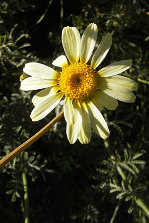 Anthemis tinctoria \ Frber-Hundskamille, Frber-Kamille, S Botan. Gar.  Universit.  Uppsala 28.8.2010