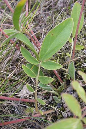 Anthyllis vulneraria subsp. vulneraria \ Gewhnlicher Wundklee, Echter Wundklee / Common Kidney Vetch, S Fjärs Bräcka 5.8.2010