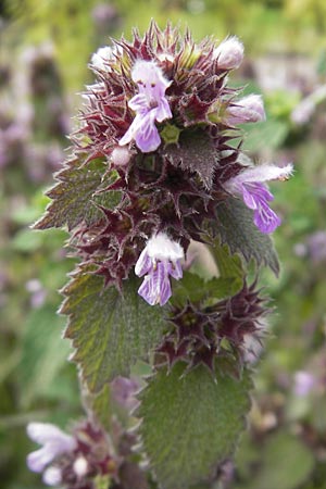 Ballota nigra subsp. nigra \ Echte Schwarznessel, Langzhnige Schwarznessel / Black Horehound, S Helsingborg 2.8.2010