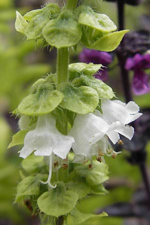 Ocimum basilicum \ Basilikum, S Botan. Gar.  Universit.  Uppsala 28.8.2010