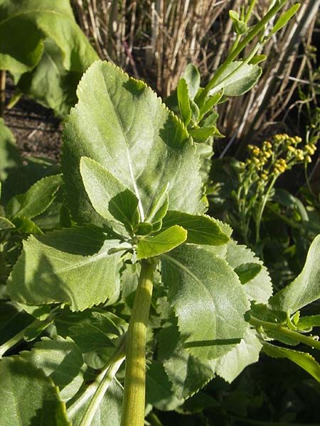 Tanacetum balsamita \ Frauenminze, Marienblatt / Costmary, S Botan. Gar.  Universit.  Uppsala 28.8.2010