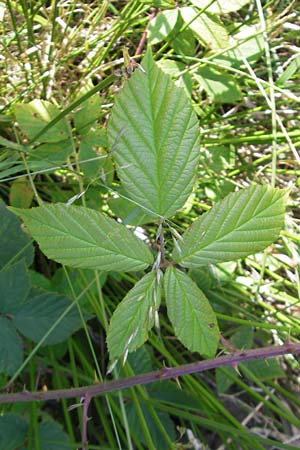 Rubus fruticosus agg. / Bramble, Blackberry, S Kullaberg 13.8.2009