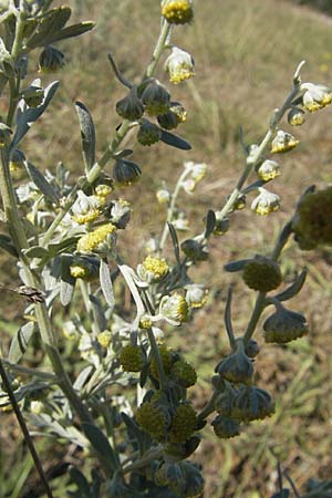 Artemisia absinthium \ Wermut / Wormwood, S Öland, Stora Alvaret, Möckel Mossen 8.8.2009