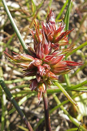 Juncus articulatus \ Glieder-Binse, Glanzfrchtige Binse, S Öland, Skärlöv 8.8.2009