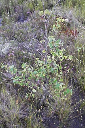 Betula pubescens \ Moor-Birke, Flaum-Birke, S Store Mosse 12.8.2009