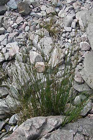 Juncus maritimus \ Strand-Binse, S Kullen, Arild 14.8.2009