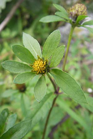 Bidens tripartita \ Dreiteiliger Zweizahn, S Västers Ängsö 29.8.2010