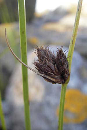 Bolboschoenus maritimus \ Strandsimse / Sea Club-Rush, S Simrishamn 6.8.2009