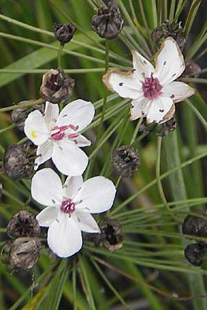 Butomus umbellatus \ Doldige Schwanenblume / Flowering Rush, S Västers Ängsö 29.8.2010