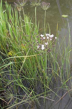 Butomus umbellatus \ Doldige Schwanenblume / Flowering Rush, S Västers Ängsö 29.8.2010