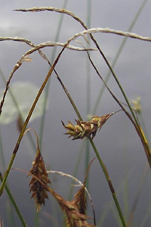 Carex limosa \ Schlamm-Segge, S Norra Kvill 11.8.2009