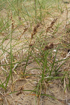 Carex arenaria \ Sand-Segge / Sand Sedge, S Halmstad 14.8.2010