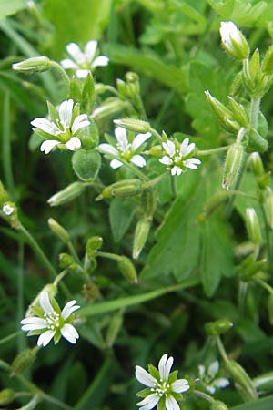 Cerastium holosteoides / Common Mouse-Ear, S Bohus 7.8.2010