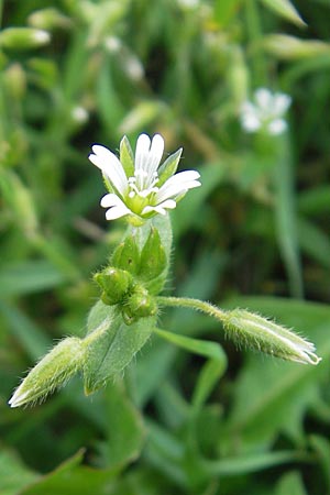 Cerastium holosteoides \ Gewhnliches Hornkraut, S Bohus 7.8.2010