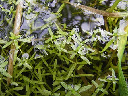 Callitriche spec1 ? \ Wasserstern / Water Starwort, S Tanum 9.8.2010