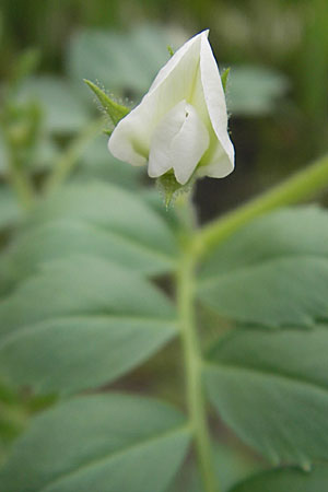 Cicer arietinum / Chick-Pea, S Helsingborg 2.8.2010