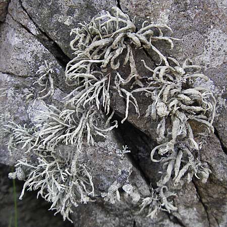 Cladonia uncialis \ Zahnfrmige Cladonie, Igel-Cladonie / Cup Lichen, S Kullaberg 13.8.2009