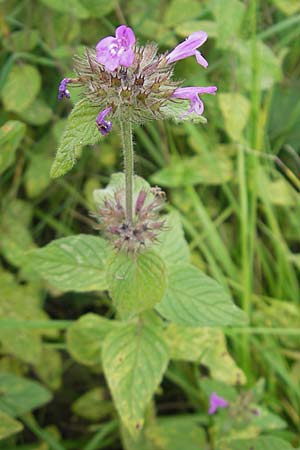 Clinopodium vulgare \ Wirbeldost / Wild Basil, S Lidköping, Kinnekulle 12.8.2010