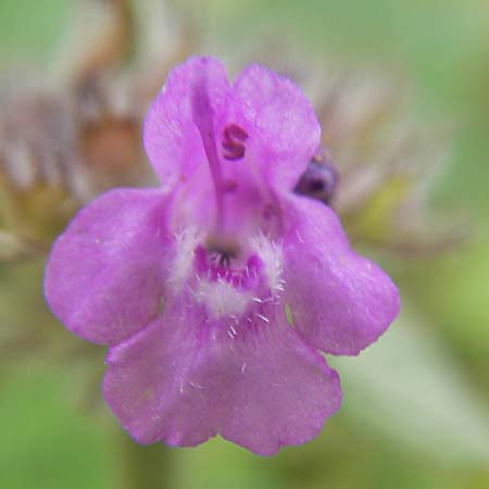 Clinopodium vulgare \ Wirbeldost / Wild Basil, S Lidköping, Kinnekulle 12.8.2010