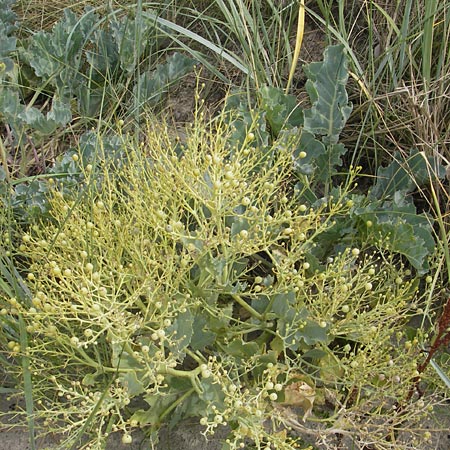 Crambe maritima \ Meer-Kohl / Sea Kale, S Torekov 3.8.2010