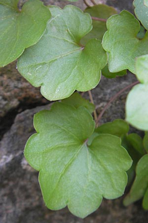 Cymbalaria muralis \ Gemeines Zimbelkraut, Mauer-Zimbelkraut, S Bohus 7.8.2010