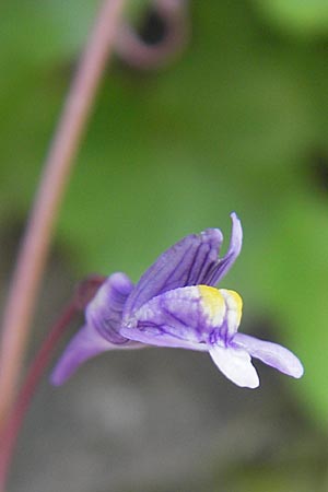 Cymbalaria muralis \ Gemeines Zimbelkraut, Mauer-Zimbelkraut, S Bohus 7.8.2010