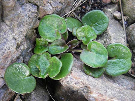 Cochlearia officinalis \ Echtes Lffelkraut / Common Scurvy-Grass, S Kullaberg 13.8.2009