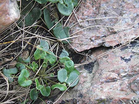 Cochlearia officinalis / Common Scurvy-Grass, S Kullaberg 13.8.2009