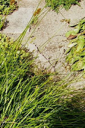 Carex polyphylla \ Unterbrochenhrige Segge / Berkeley Sedge, Grassland Sedge, S Botan. Gar.  Universit.  Uppsala 28.8.2010