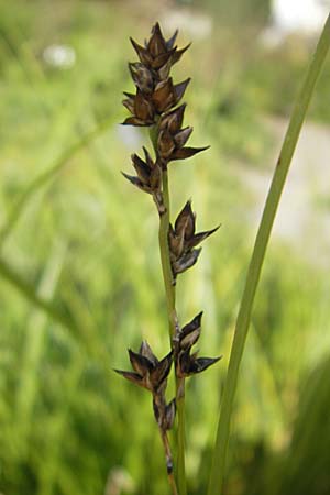 Carex polyphylla \ Unterbrochenhrige Segge, S Botan. Gar.  Universit.  Uppsala 28.8.2010