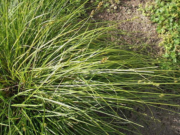 Carex polyphylla \ Unterbrochenhrige Segge, S Botan. Gar.  Universit.  Uppsala 28.8.2010