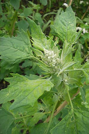 Chenopodium quinoa \ Reismelde, Inka-Reis, S Helsingborg 2.8.2010