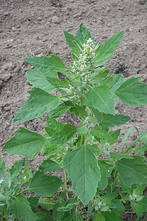 Chenopodium quinoa \ Reismelde, Inka-Reis, S Helsingborg 2.8.2010