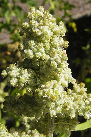 Chenopodium quinoa \ Reismelde, Inka-Reis, S Botan. Gar.  Universit.  Uppsala 28.8.2010