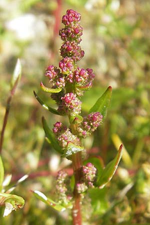 Chenopodium chenopodioides \ Dickblatt-Gnsefu, Salz-Rot-Gnsefu / Low Goosefoot, S Varberg 4.8.2010