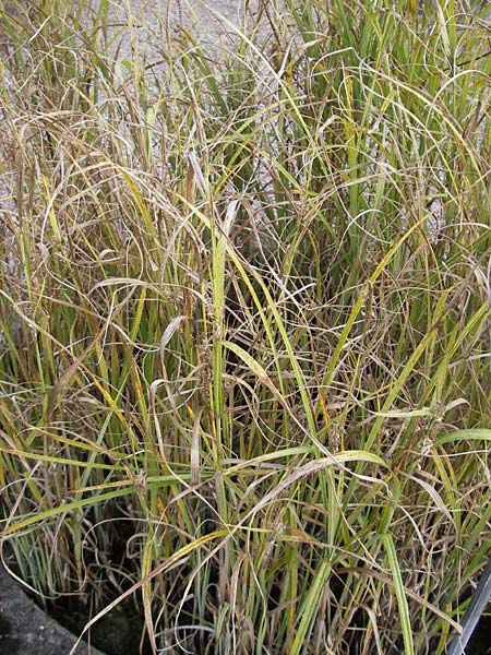 Carex atherodes \ Groe Grannen-Segge / Wheat Sedge, S Botan. Gar.  Universit.  Uppsala 28.8.2010