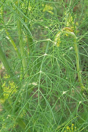 Anethum graveolens \ Dill / Dill, S Torekov 3.8.2010