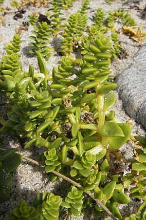 Honckenya peploides \ Salz-Miere / Sea Sandwort, S Mellbystrand 13.8.2009