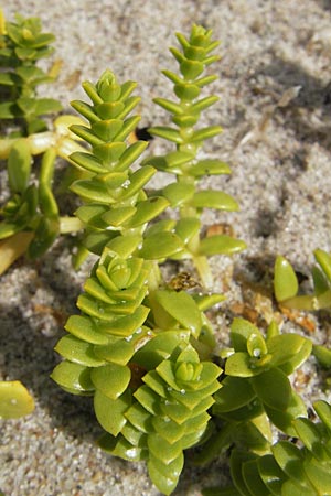 Honckenya peploides / Sea Sandwort, S Mellbystrand 13.8.2009